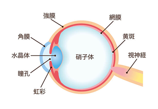 硝子体のイメージ